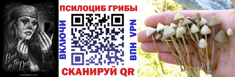 наркотики  MEGA как зайти  Псилоцибиновые грибы мицелий  Жуков 